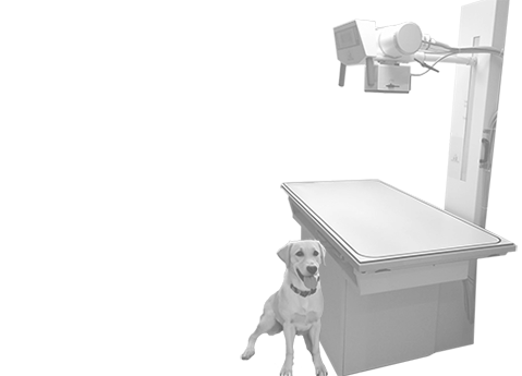 veterinary radiography